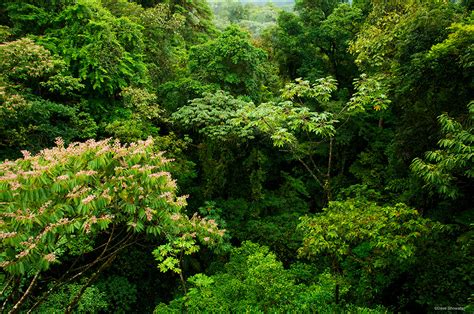 The trees are so densely packed that rain can take 10 minutes to reach the ground after hitting the canopy. Rainforest Canopy | Near La Fortuna, Costa Rica | Dave ...