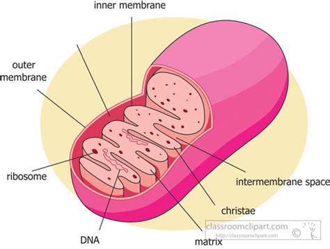 Below is an image of the outside of a normal healthy human heart diagram. Science Clipart - mitochondria-diagram-labeled - Classroom ...