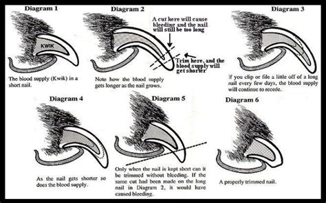 The screws on the handle of the trimmer should be facing the dog. How to trim dogs nails, including black nails - DOG MECHANICS