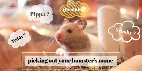 Common Hamster Health Problems And How To Treat Them