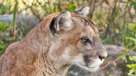 Mountain Lions Pumas Cougars And Panthers Are All The Same Kind Of