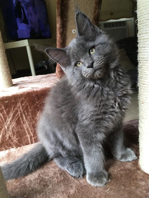 The last two photos are the parents. Grey Full Grown Grey Maine Coon Cat - Baby Kitten Having A ...
