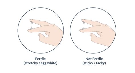 How Cervical Mucus Cm And Position Helps You Get Pregnant How To Guide
