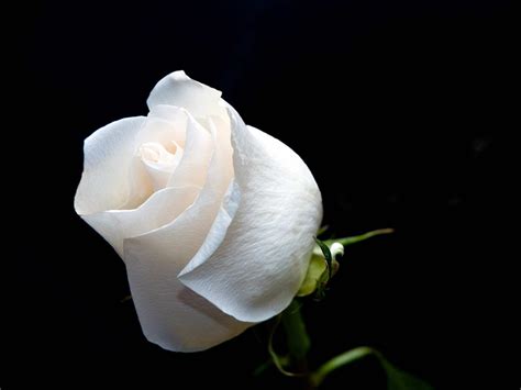 New White Rose Flowers Wallpapers Entertainment Only