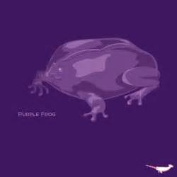 Frogs Purple Frog Also Known As The Indian Purple Frog Or Pignose