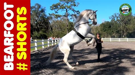World Famous Lipizzaner Stallions Shorts Dancing Horses Youtube