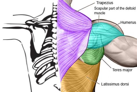 They are located deep to the extrinsic muscles, being separated from them by the thoracolumbar fascia. Back exercises for a big and strong back - Honest muscles, honest reviews