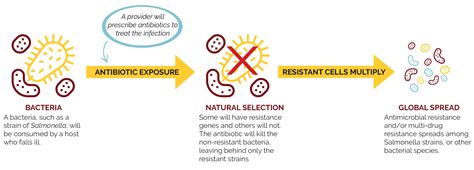 Antimicrobial Resistance And Multidrug Resistant Salmonella Center For