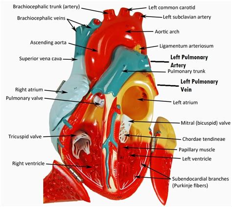 Open Heart Model Human Heart Anatomy Heart Anatomy Medical Knowledge