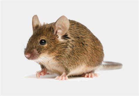 All services come with a 6 month guarantee! Pest Control, Bed Bugs and Termite Control in Des Moines, Iowa