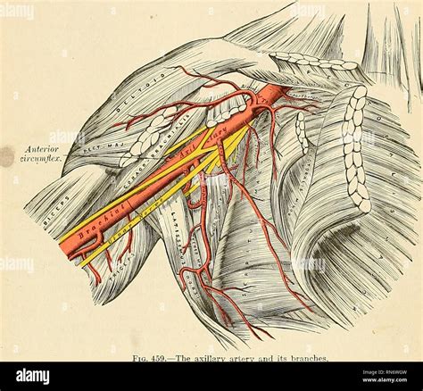 Axillary Anatomy Anatomical Charts And Posters