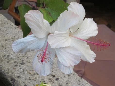 Check out its various health benefits of hibiscus tea. White Hibiscus | Hawaiian plants, White hibiscus, Flowers