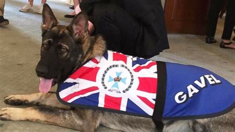 Police Dog Was Fired For Being ‘too Friendly Gets Perfect New Job
