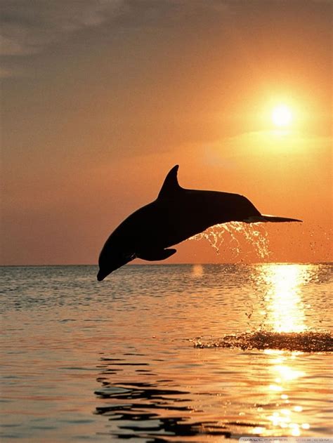 Bottlenose Dolphin Jumping At Sunset Caribbean Honduras Hd Phone
