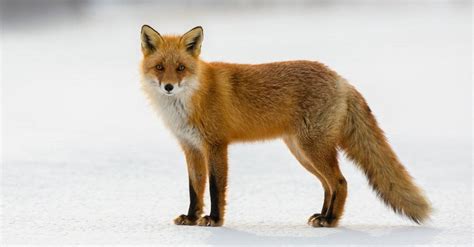 What Do Red Foxes Eat? 7 Types of Food They Love! - A-Z Animals