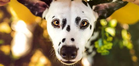 Spotted Dog Breeds 18 Dogs With Spots Splodges And Speckles