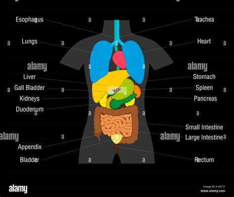 Inner Organs Chart Schematic Illustration With Colored Organs And