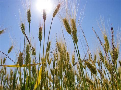 Doctors Say Changes In Wheat Do Not Explain Rise Of Celiac Disease