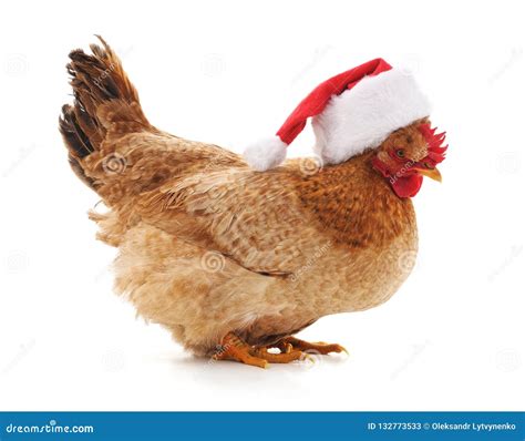 Chicken In A Christmas Hat Stock Image Image Of Merry 132773533