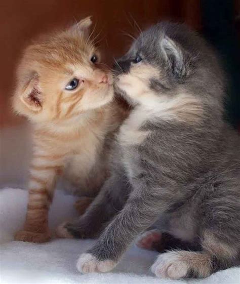 Kitten Kisses Th April We Love Cats And Kittens