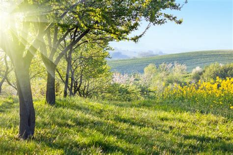 Sunny Countryside Landscape At The Morning Stock Image Image Of