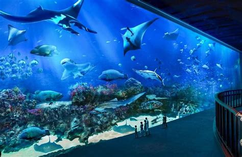 Sea Aquarium Singapore Must Visits And Exploring Guide 2024