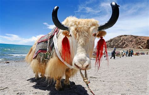 Best Time to See Yaks in Tibet 2021 - When to See - Rove.me
