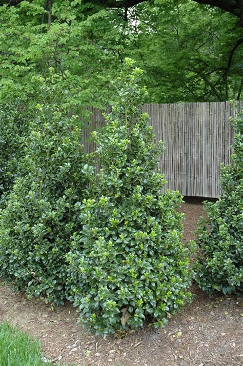 Top 15 best evergreen shrubs 2021. Pin by Maureen Cotter on Garden ~ Evergreens & Beautiful ...