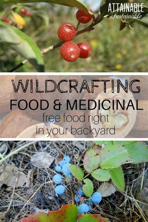 Foraging And Wildcrafting To Find And Use Edible Wild Food In Your