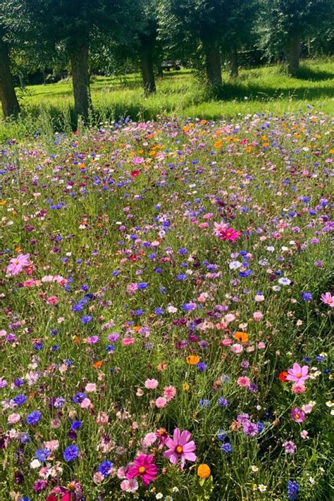 Field Of Flowers Flowers Nature Wild Flowers Nature Aesthetic