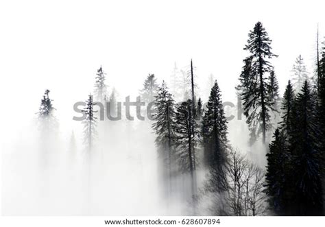 Foggy Forest Trees Stock Photo Edit Now 628607894