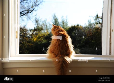 Cat Looking Out Of The Window Stock Photo Alamy