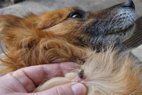 How Do You Know If Your Dog Has Ticks Or Fleas