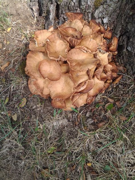 Official Indiana Mushroom Season 2014 Mushroom