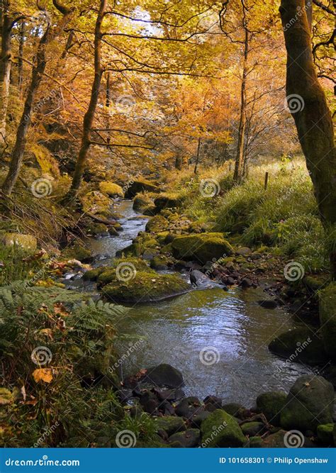 Golden Autumn Woodland With Autumn Forest Trees With A Stream Stock