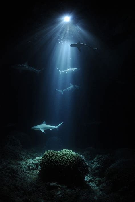 Magicalnaturetour Night Sharks By Thomas P Peschak Germanysouth