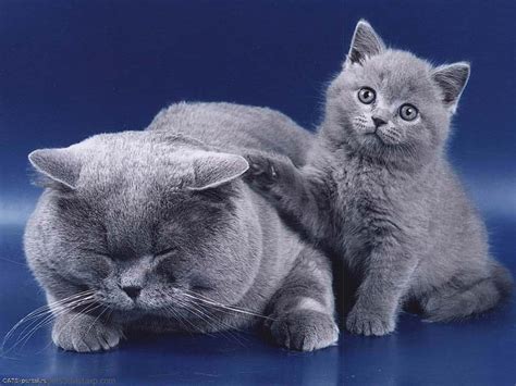 1366x768px 720p Free Download Mother And Son Russian Blue Mom Cat