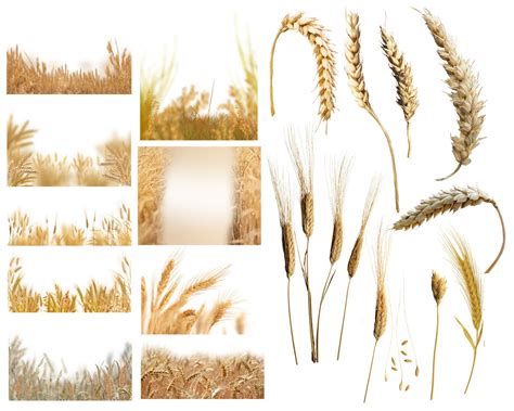 Field Overlays Wheat Fields Overlay Golden Field Photo Etsy