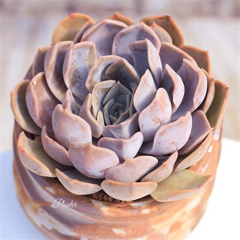 I have received a cactus that is a bit curvy. Echeveria Fiona - aplanter | Echeveria
