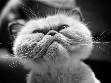 If he is in good shape, he is no where near the end of his life. Himalayan / Colorpoint Persian Cat Pictures and ...