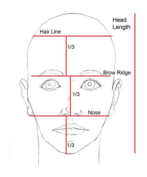 Face Proportions Face Proportions Face Drawing Drawings