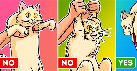 A Vet Explains How To Pick Up Your Cat Like A Pro Bye Bye Scratches