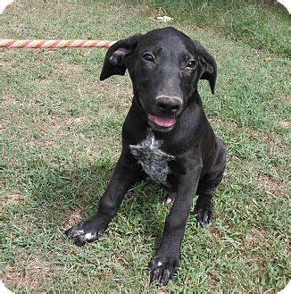 Find this pin and more on i love hound dogs by jtlford. George | Adopted Puppy | Hollis, ME | Labrador Retriever/Bluetick Coonhound Mix