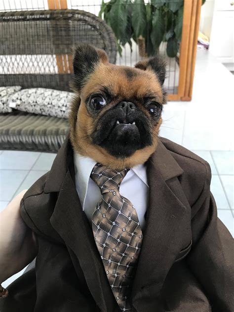 Dog Wearing Suit