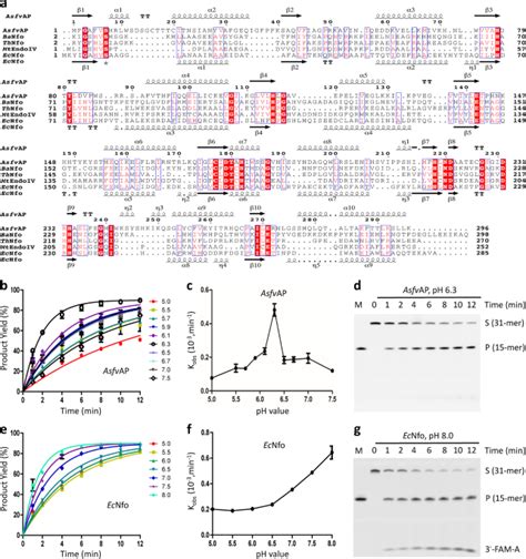 A Unique Dna Binding Mode Of African Swine Fever Virus Ap Endonuclease