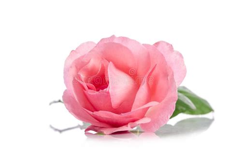Beautiful Single Pink Rose Stock Image Image Of Floral 81173853