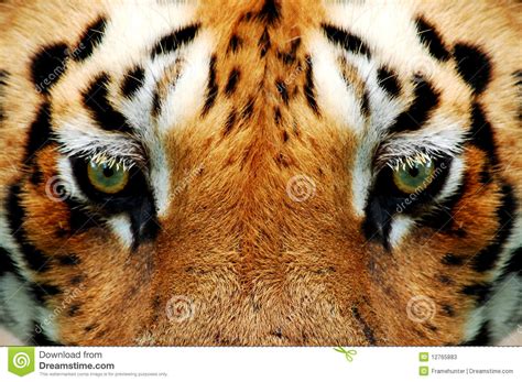 Staring Into The Tigers Eye Stock Image Image Of Symmetric Tiger