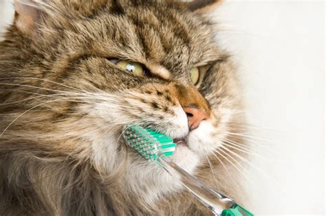 Your Guide To Brushing Your Pets Teeth At Home Beverly Hills