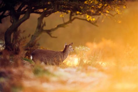 Wallpaper Sunlight Deer Animals Nature Reflection Branch