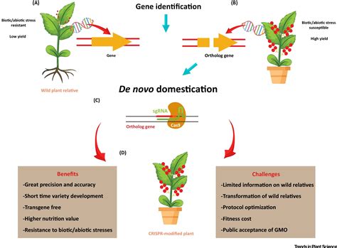 A Crispr Way For Fast Forward Crop Domestication Trends In Plant Science